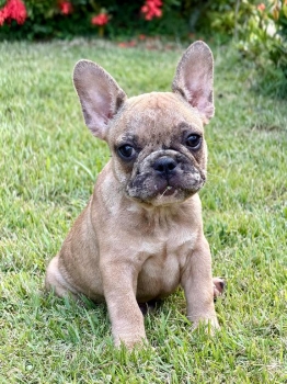 Bulldog frances ambos sexos