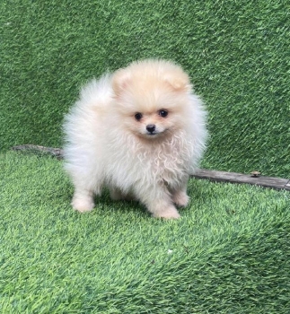 Pomerania calidad cara de oso hembra