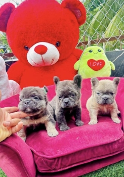 Bulldog frances fluffy macho