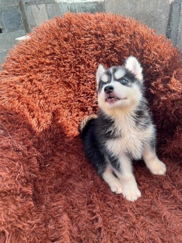 Oferta cachorro husky macho en santo domingo y vacuna al dia