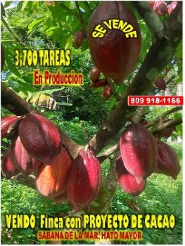 Vendo finca de 3700 tareas con proyecto cacao en sabana de la mar caca