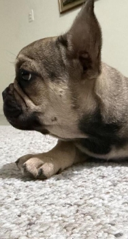 Hermoso bulldog francés