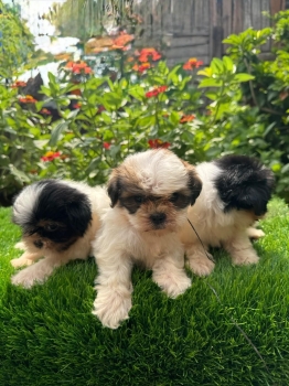 Shipoo ambos sexos