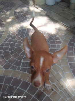 Hermoso cachorro de chihuahua