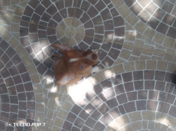 Hermoso cachorro de chihuahua macho