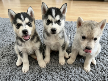 Husky siberiano de padres wooly