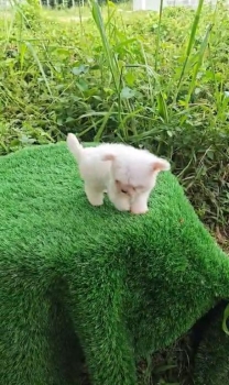 Oferta cachorro maltes hembra en santo domingo y vacunados