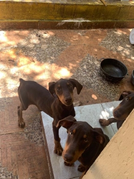 Oferta cachorro doberman hembra en santo domingo y vacuna al dia