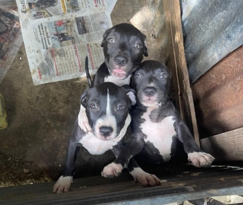 Oferta cachorro pitbull ambos sexo en santo domingo y vacuna al dia