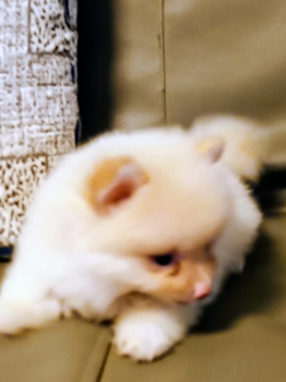 Oferta cachorro pomerania hembra en santo domingo y vacunada
