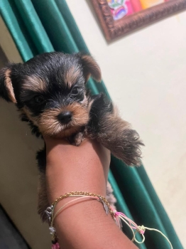 Oferta cachorro yorkie ambos sexo ubicada en santo domingo y vacuna al