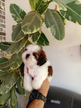 Oferta cachorro shih tzu macho en santo domingo y vacunados
