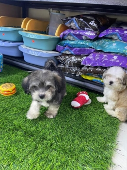 Shipoo  machos