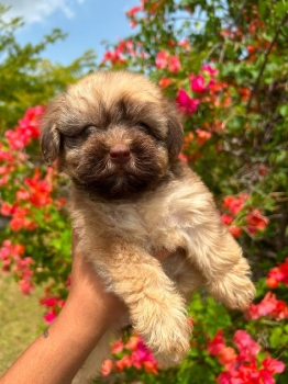 Oferta cachorro shipoo hembra en santo domingo y vacuna al dia