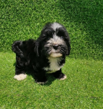 Oferta cachorro shipoo hembra en santo domingo y vacuna al dia