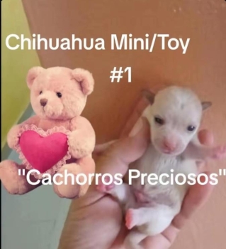 Chihuahua mini/toy/micro 0 y 1