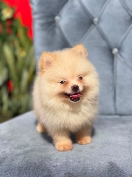 Oferta cachorro pomerania macho la vega y vacunada