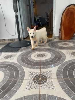 Oferta cachorro husky hembra en santo domingo y vacuna al dia