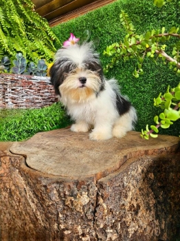 Oferta cachorro shipoo macho en santo domingo y vacuna al dia