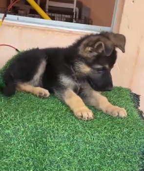 Oferta cachorro pastor aleman hembra en santo domingo y vacuna al dia