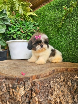 Oferta cachorro shih tzu hembra en santo domingo y vacunados
