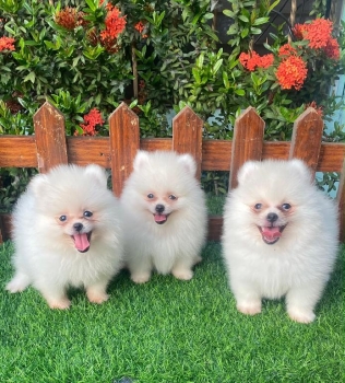 Pomerania calidad cara de oso machos