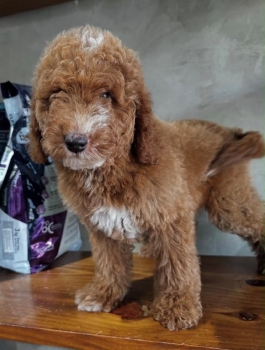 Goldendoodle macho