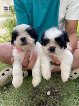 Shipoo ambos sexos