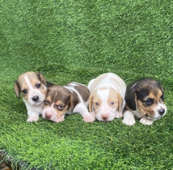 Beagle ambos sexos