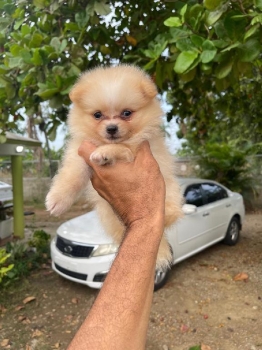 Pomerania machos