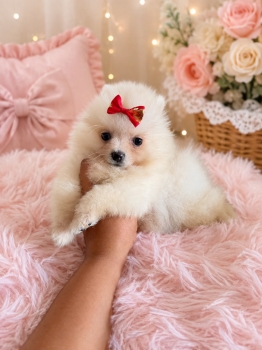 Oferta cachorro pomerania hembra en santo domingo y vacunada