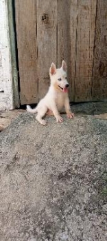 Oferta cachorro husky macho en santo domingo y vacuna al dia