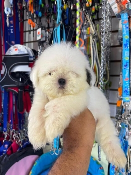Oferta cachorro shih tzu macho en santo domingo y vacunados