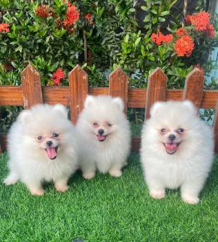Oferta cachorro pomerania macho en santo domingo y vacunada