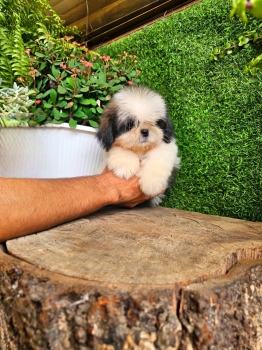 Oferta cachorro shipoo macho en santo domingo y vacuna al dia