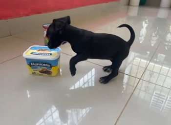 Oferta cachorro chihuahua hembra en santo domingo y vacuna al dia