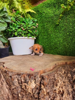 Oferta cachorro chihuahua macho en santo domingo y vacuna al dia