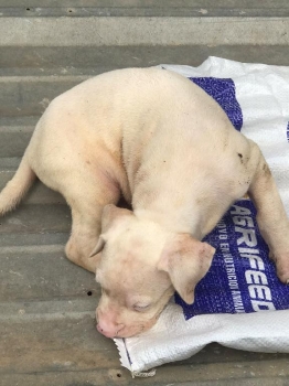 Dogo argentino
