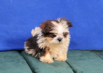 Oferta cachorro shih tzu macho en santo domingo y vacunados