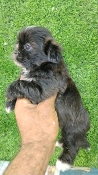 Oferta cachorro shih tzu macho en santo domingo y vacunados