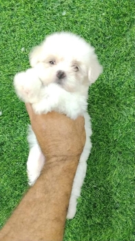 Oferta cachorro maltes ambos sexo en santo domingo y vacunados