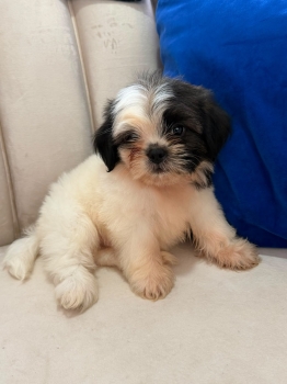 Oferta cachorro shipoo macho en santo domingo y vacuna al dia