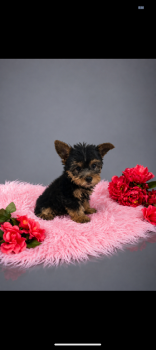 Yorkie terrier