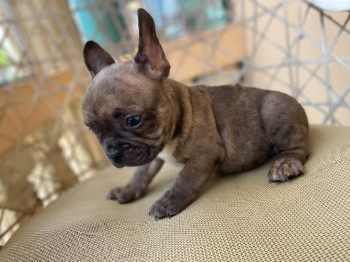 Oferta cachorro bulldog frances macho con su vacuna al dia en santo do