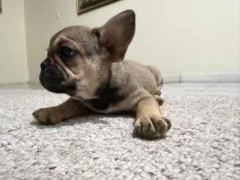 Bulldog frances tu compañero perfecto