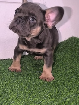 Oferta cachorro bulldog frances macho con su vacuna al dia en punta ca