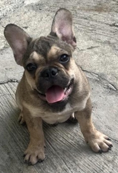 Hermoso cachorro bulldog frances