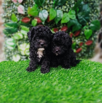 Poodle toy ambos sexos