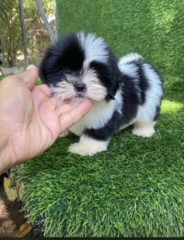 Shipoo  hembra
