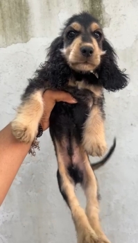 Oferta cachorro cocker spaniel ambos sexo  en santo domingo y vacuna a